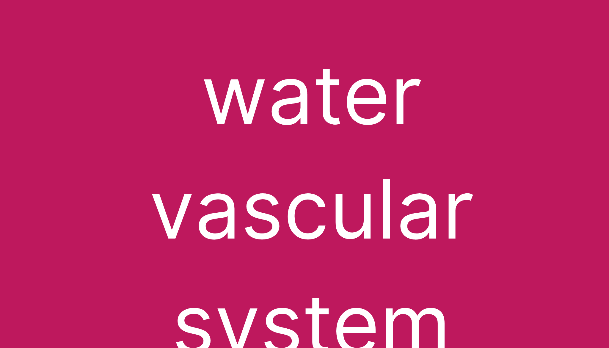 water-vascular-system-diagram-quizlet